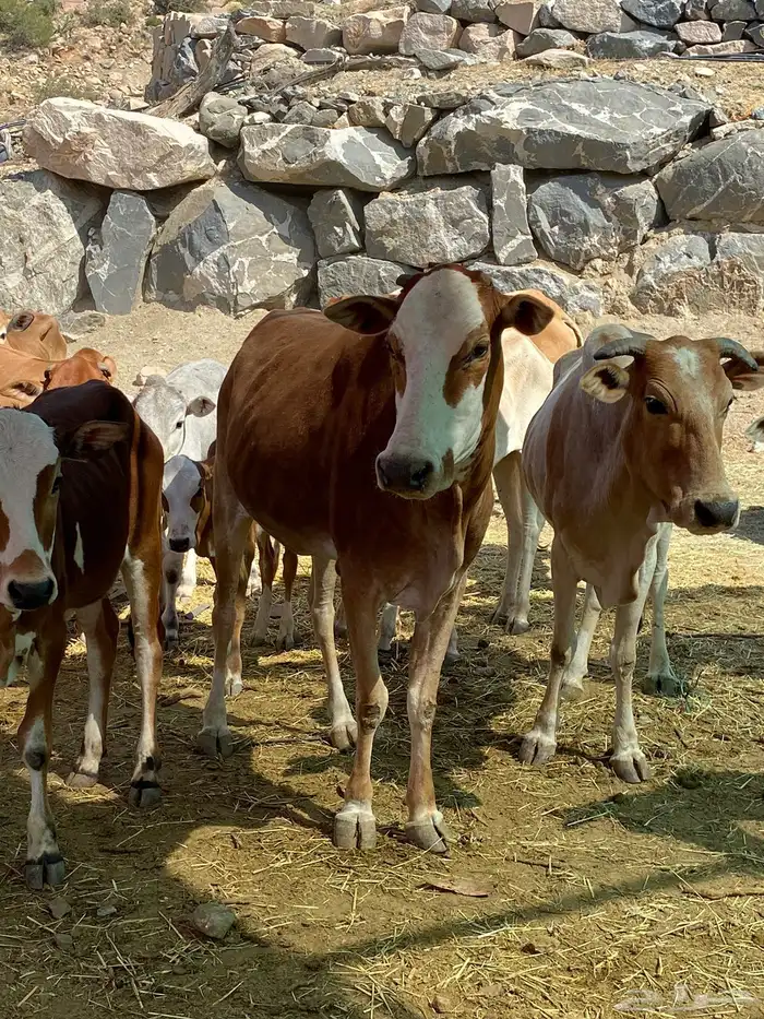 بقر بلدي مقاني للبيع مراح كامل 9