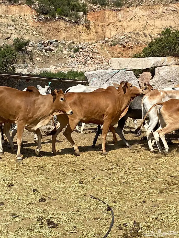 بقر بلدي مقاني للبيع مراح كامل 15