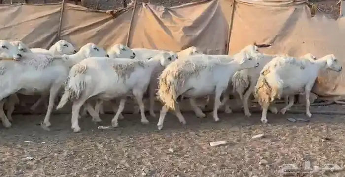 حرش فاخره وسعر طيب 6