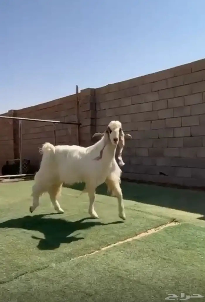 تيس ابيض مشروك طيب 1