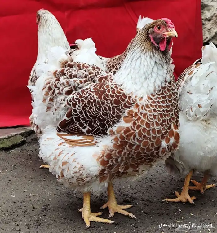 دجاج الوايندوت العملاق 1