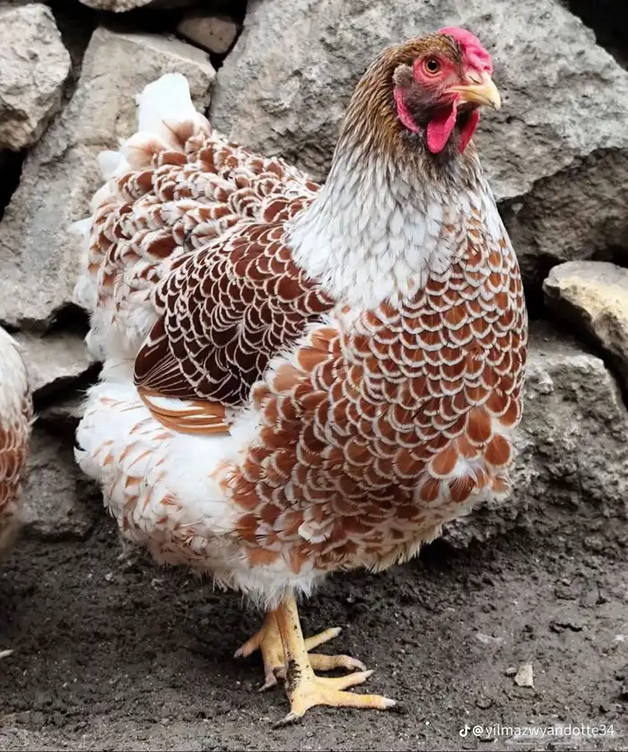 دجاج الوايندوت العملاق 4