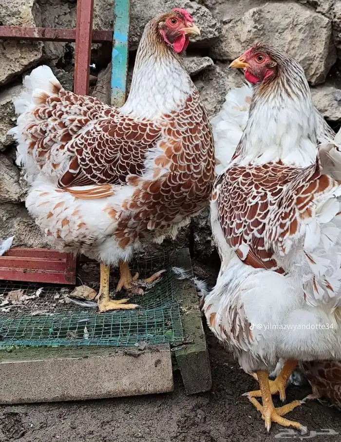 دجاج الوايندوت العملاق 3