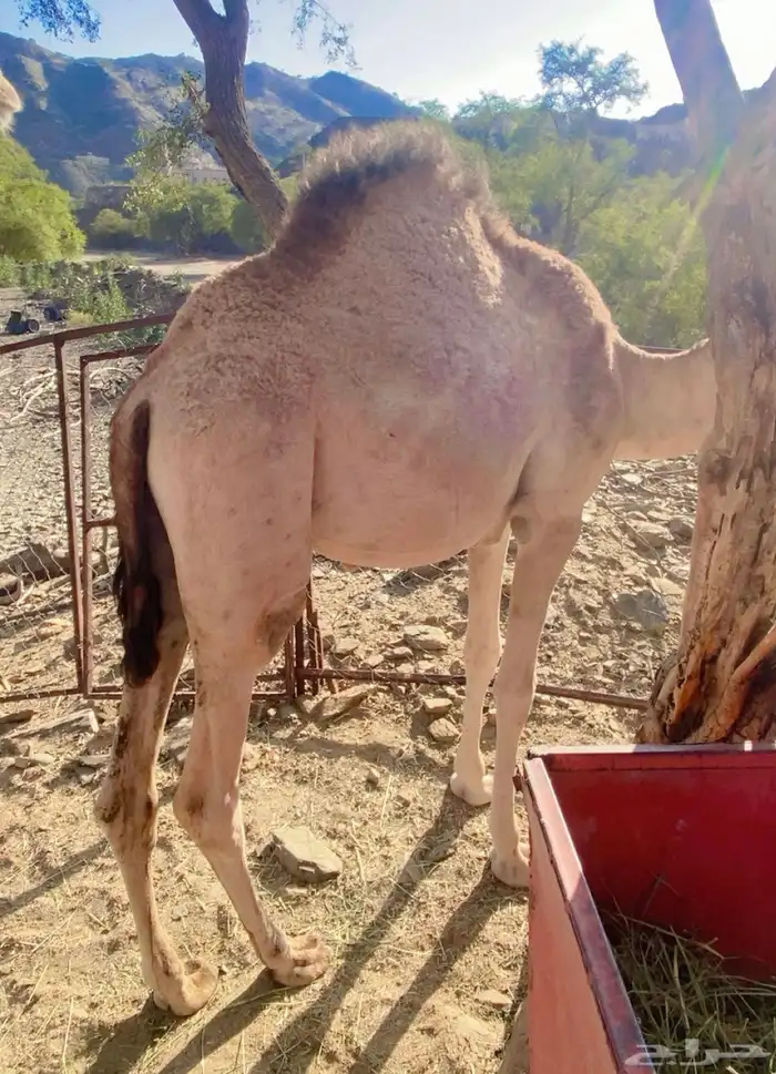 قعود لباني 3
