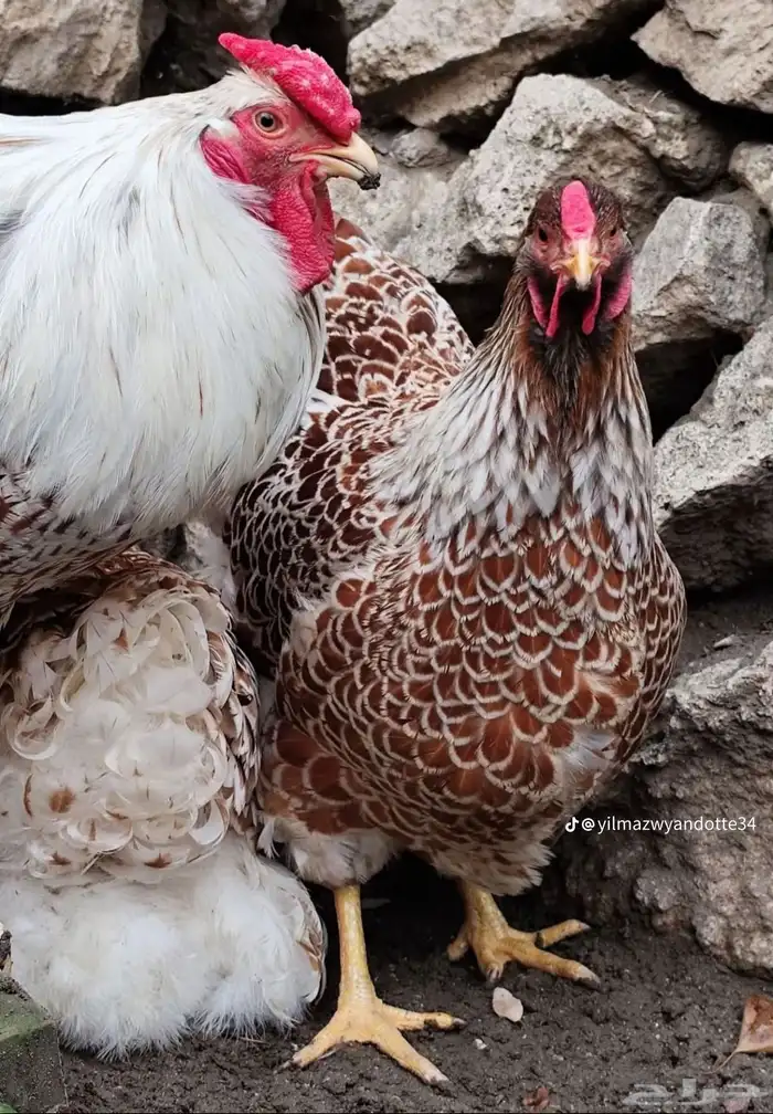 دجاج الوايندوت العملاق 2