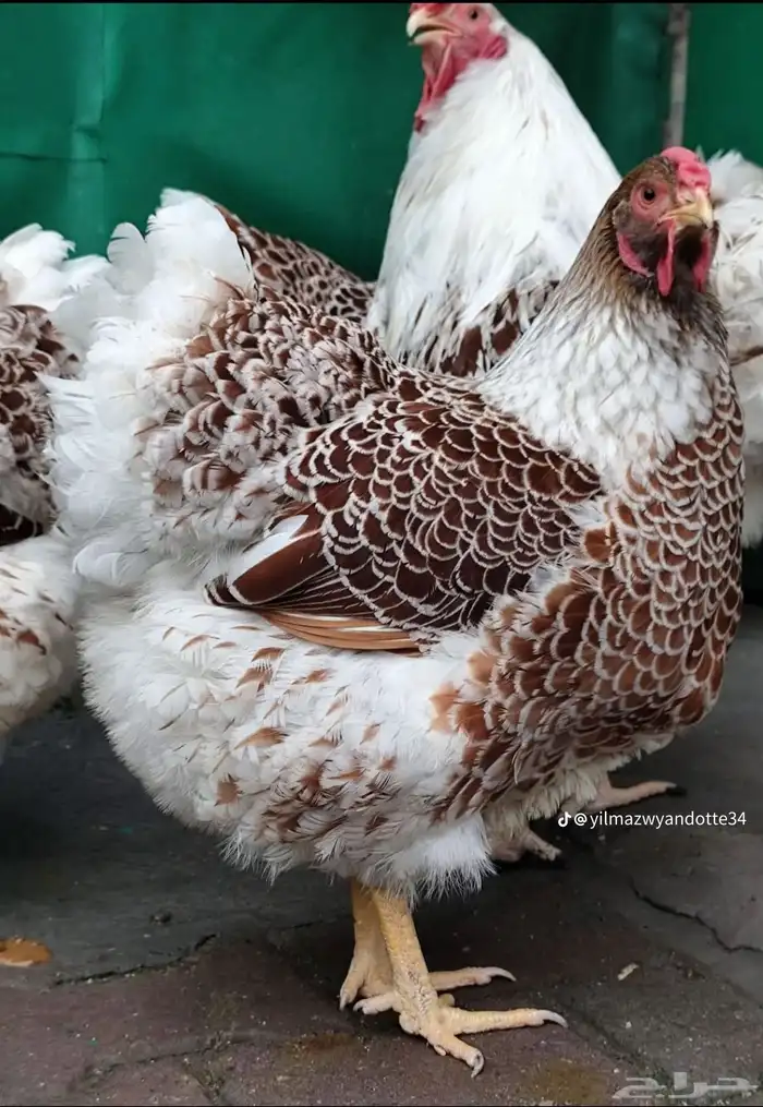 دجاج الوايندوت العملاق 6
