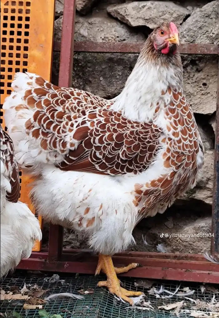 دجاج الوايندوت العملاق 0