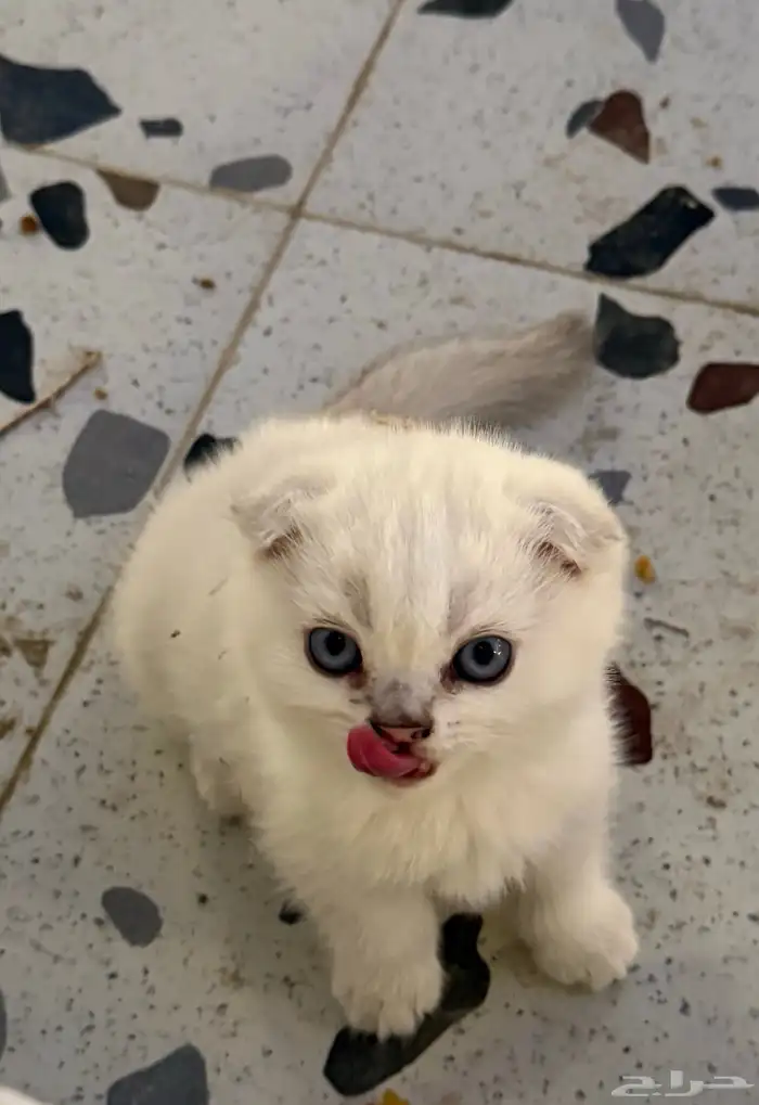 قط سكوتش انثى 4