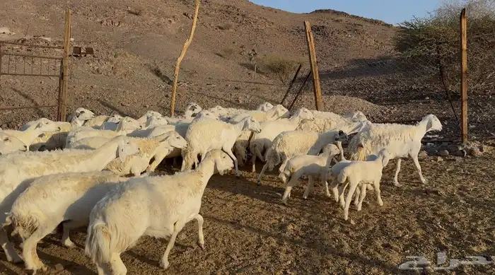 ضاان حريات مراح 6
