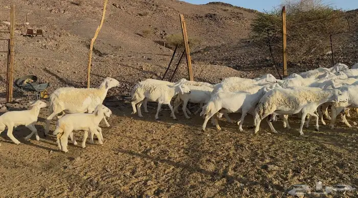 ضاان حريات مراح 0