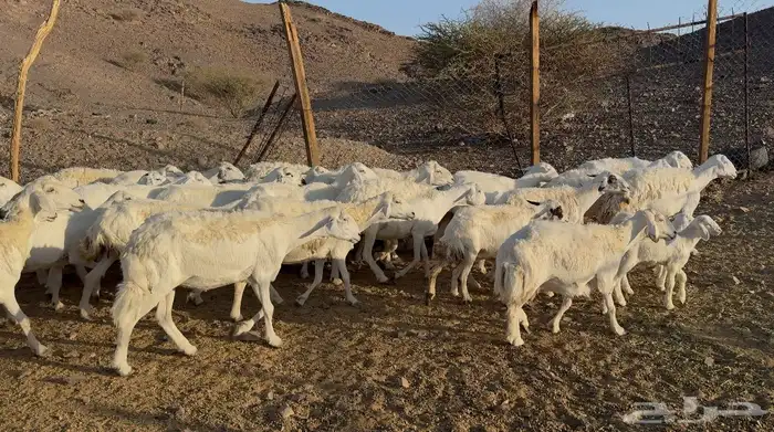 ضاان حريات مراح 7