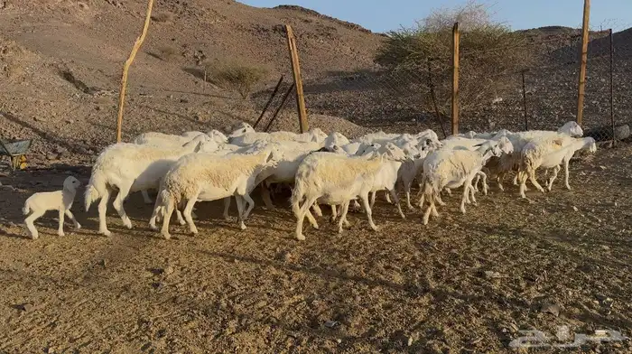 ضاان حريات مراح 3