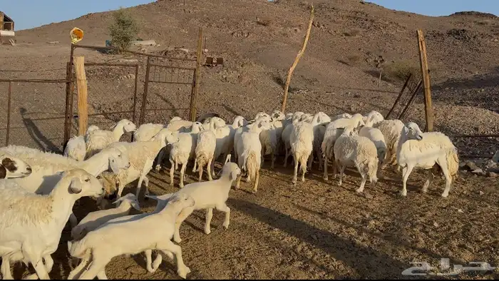 ضاان حريات مراح 5