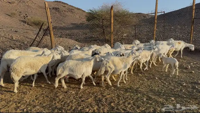 ضاان حريات مراح 4