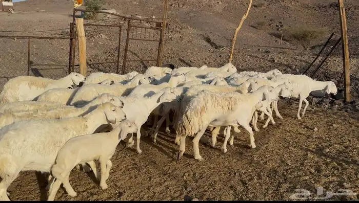 ضاان حريات مراح 1