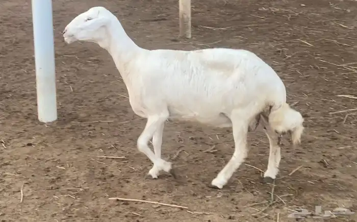 نعجة ( حرية ) للبيع 0