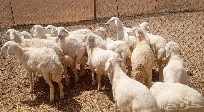 14 طليان و رخال حريات 5