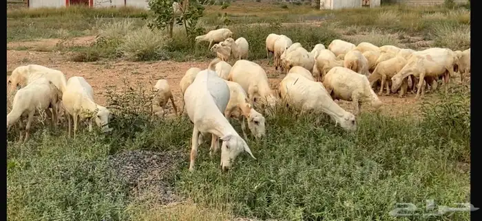 جنوب العارضة 0
