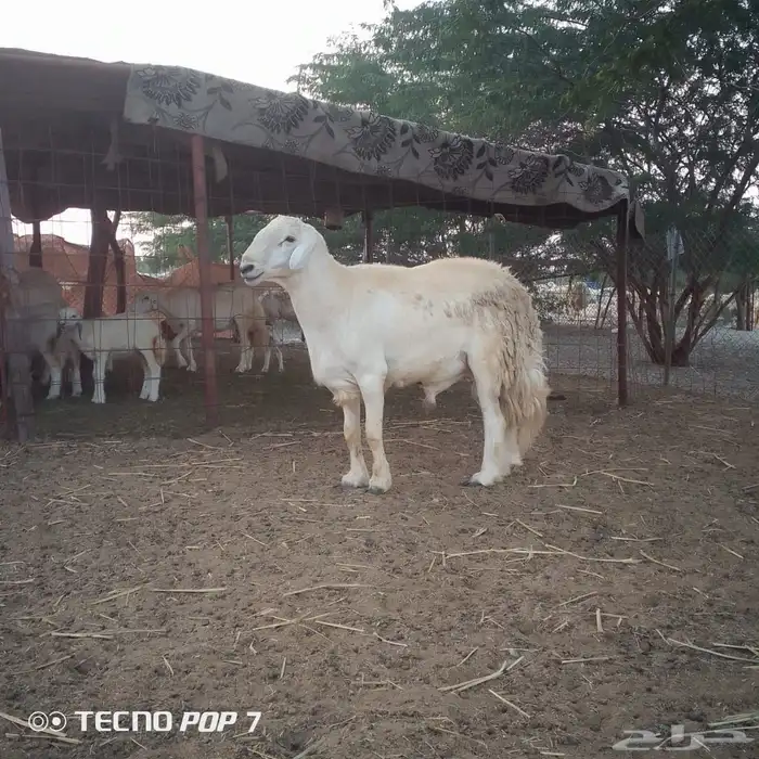 طلي حري احرش صنف 0