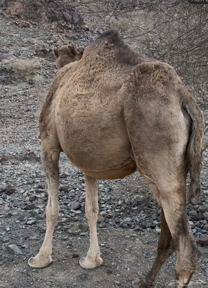ناقه حمرا 5