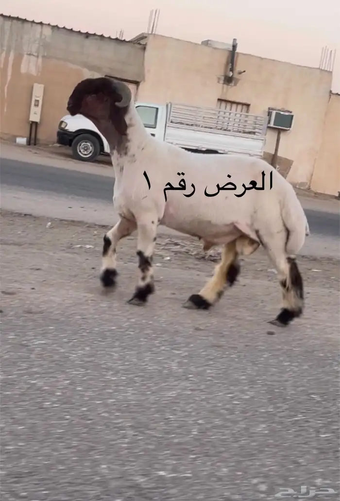 جدعان نعيم صنف فاخر للبيع 0