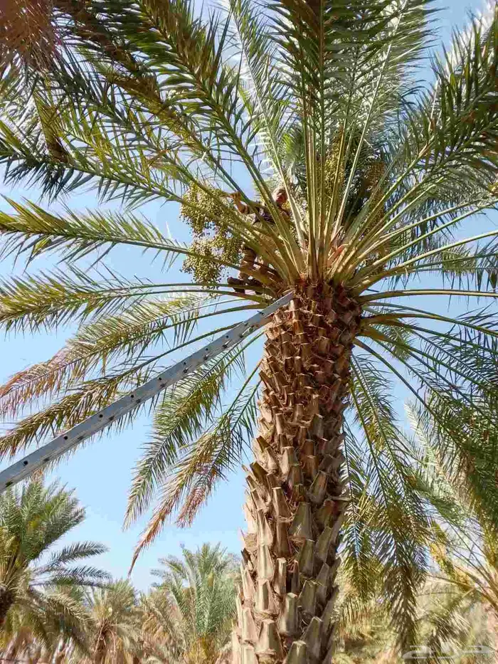 قص وتقليم وتكريب النخل وجميع الأشجار 3