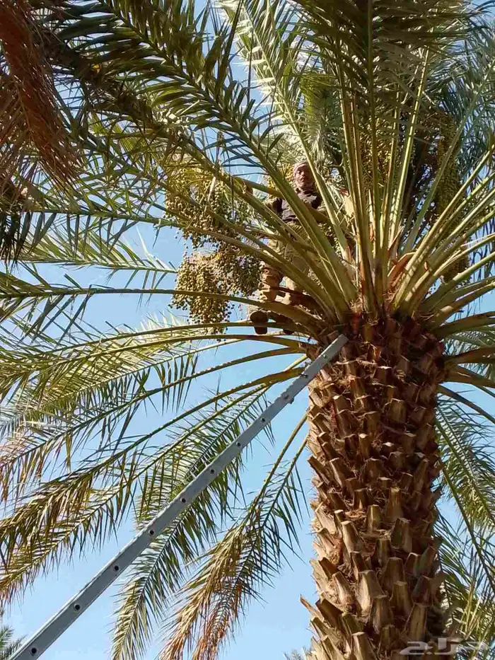 قص وتقليم وتكريب النخل وجميع الأشجار 4