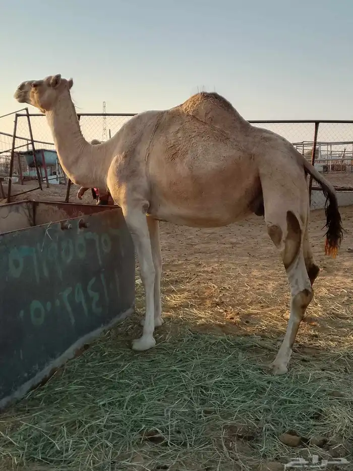 ناقة اركة حايل فيها موية 0