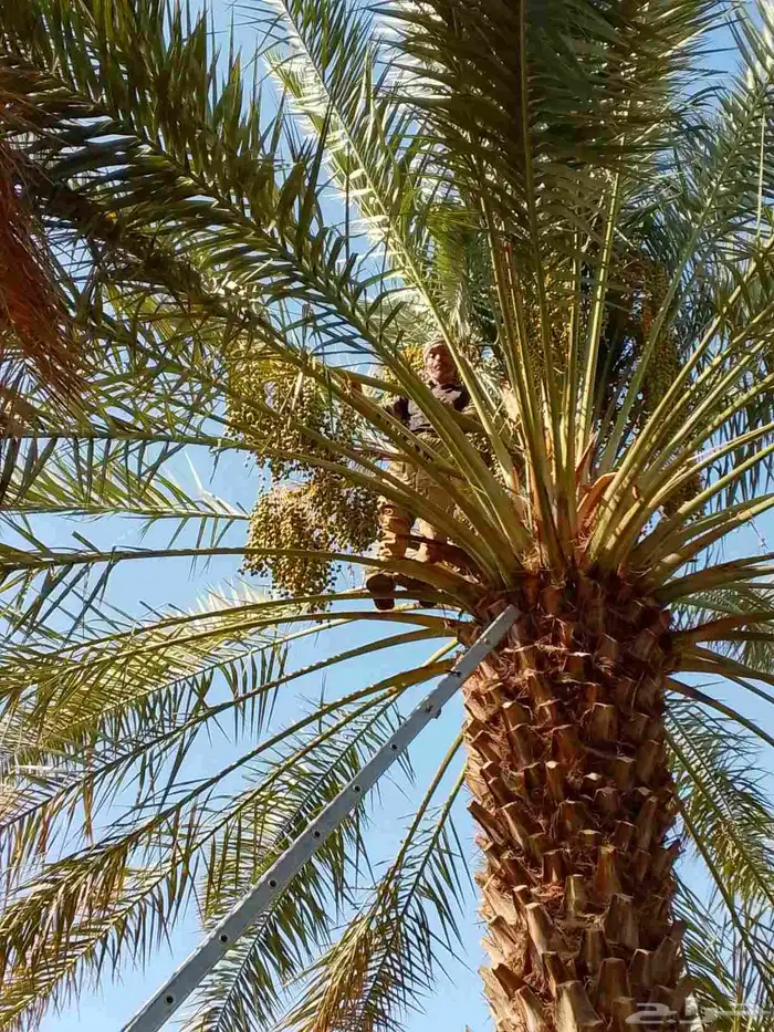 قص وتقليم وتكريب النخل وجميع الأشجار 2