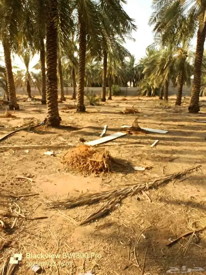 للبيع تمر اعلاف للغنم يوجد سعف 3