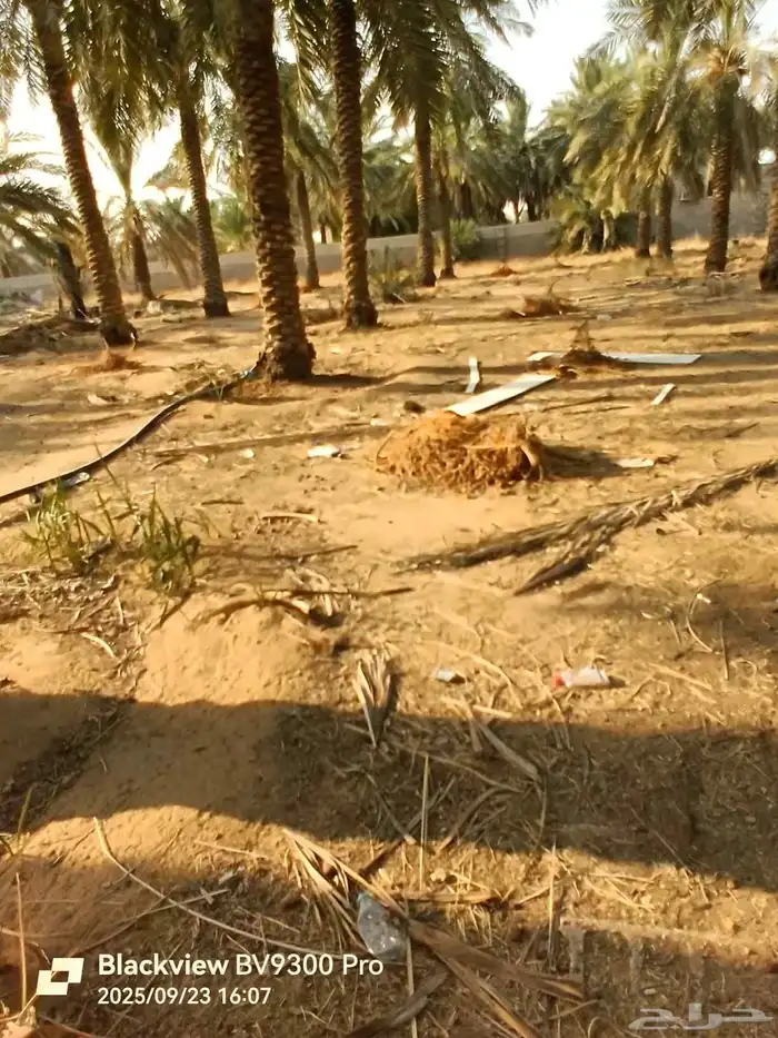 للبيع تمر اعلاف للغنم يوجد سعف 0