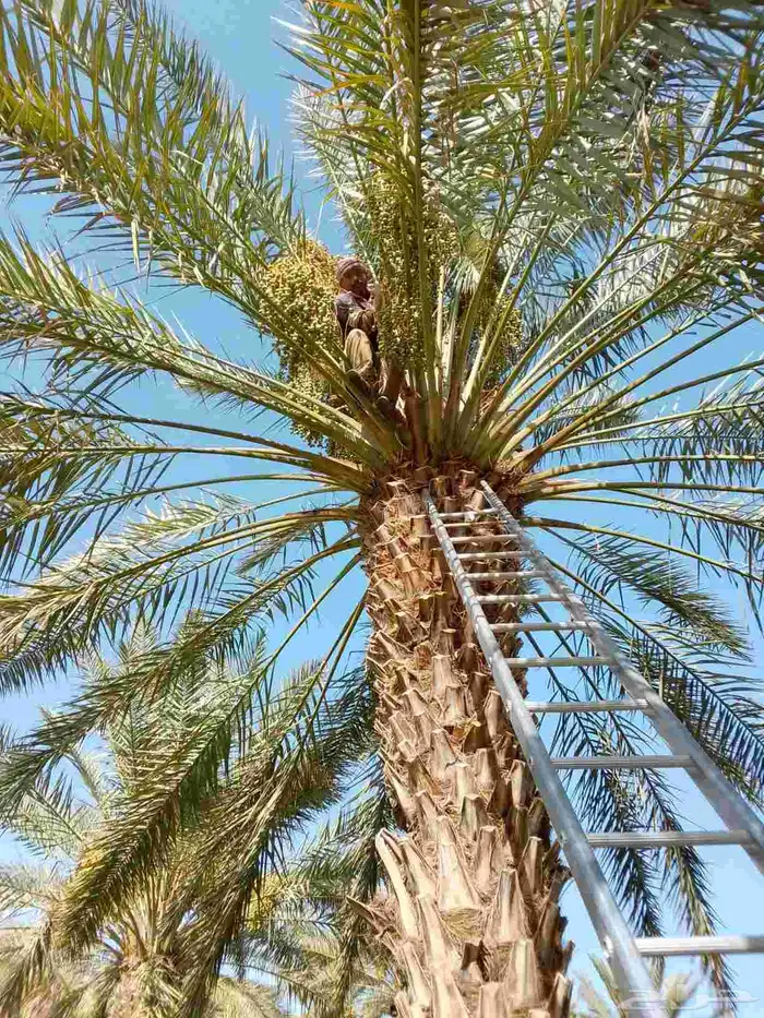 قص وتقليم وتكريب النخل وجميع الأشجار 1