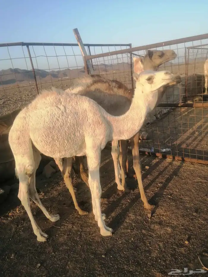 حشو 3قعدان وبكره 1