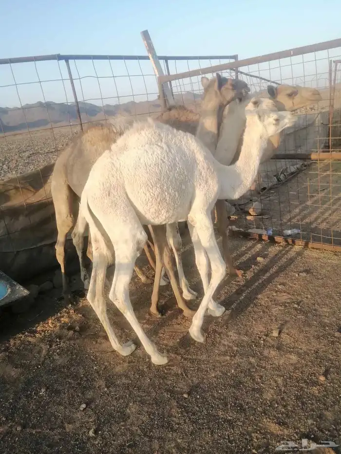 حشو 3قعدان وبكره 0