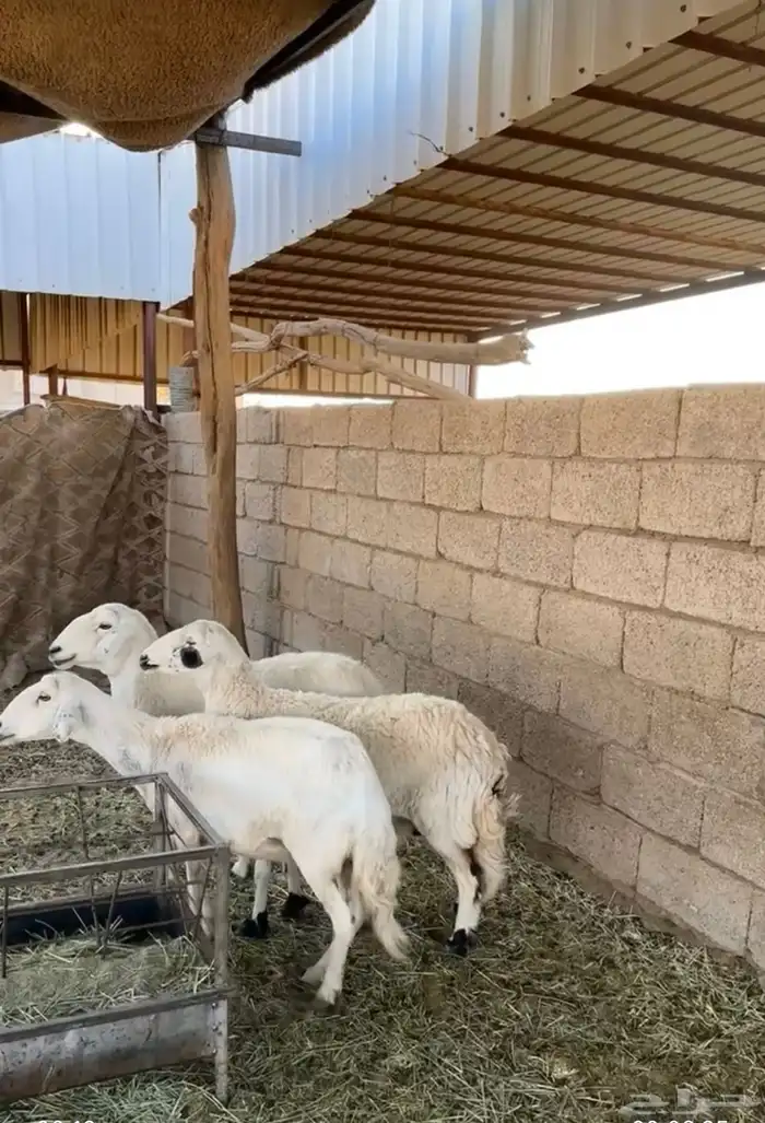 غنم كفو للبيع 4