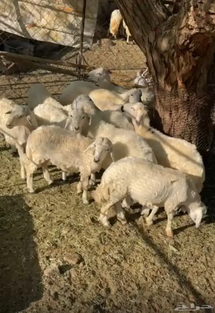 10 خرفان مالها سن كفو 0