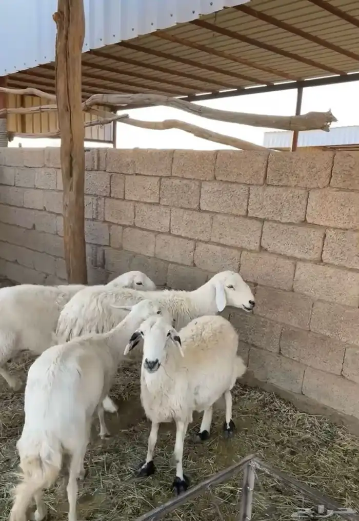 غنم كفو للبيع 3