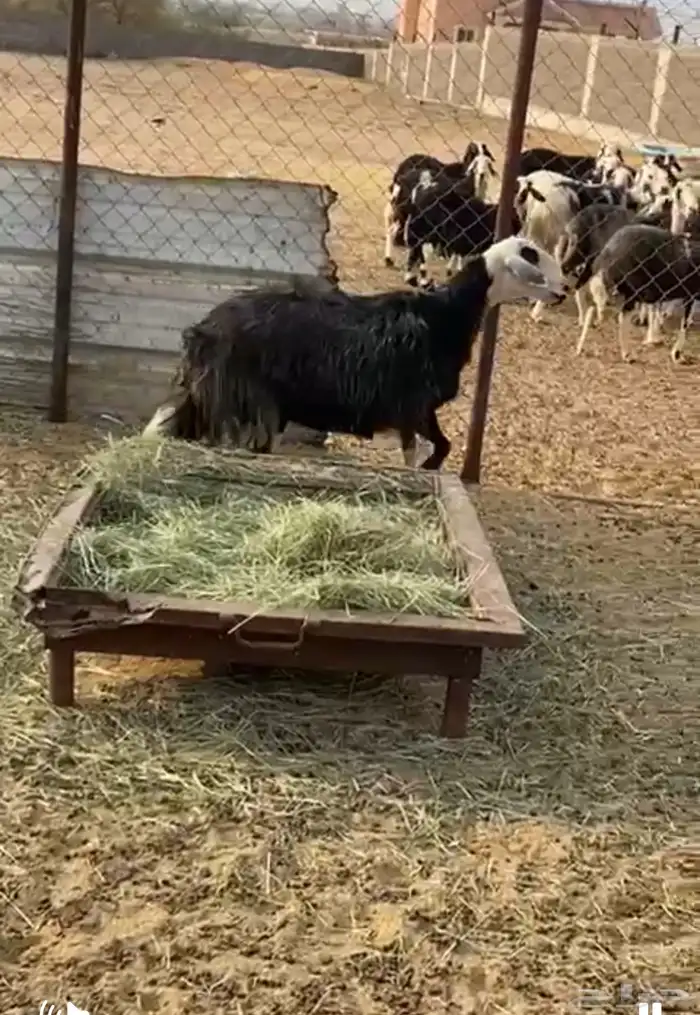 نعجه سمين تصلح حميسه من يبغى لها مقطع يجي خاص 0