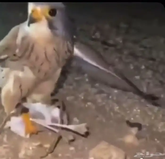 بأشق للبيع يعرف الحمام ويهد على فري وصائد جرابيع شرط 0