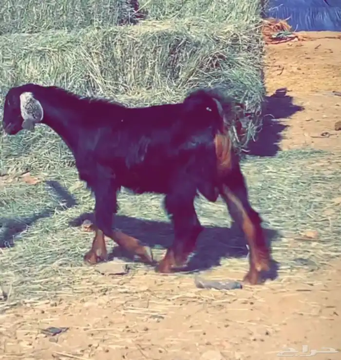 تيس احو صنف الموقع خيبر الجنوب 4