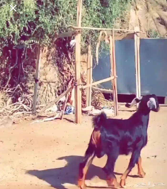 تيس احو صنف الموقع خيبر الجنوب 5