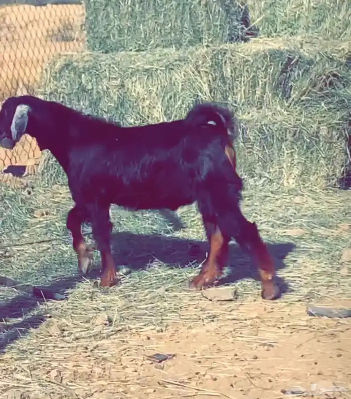 تيس احو صنف الموقع خيبر الجنوب 6