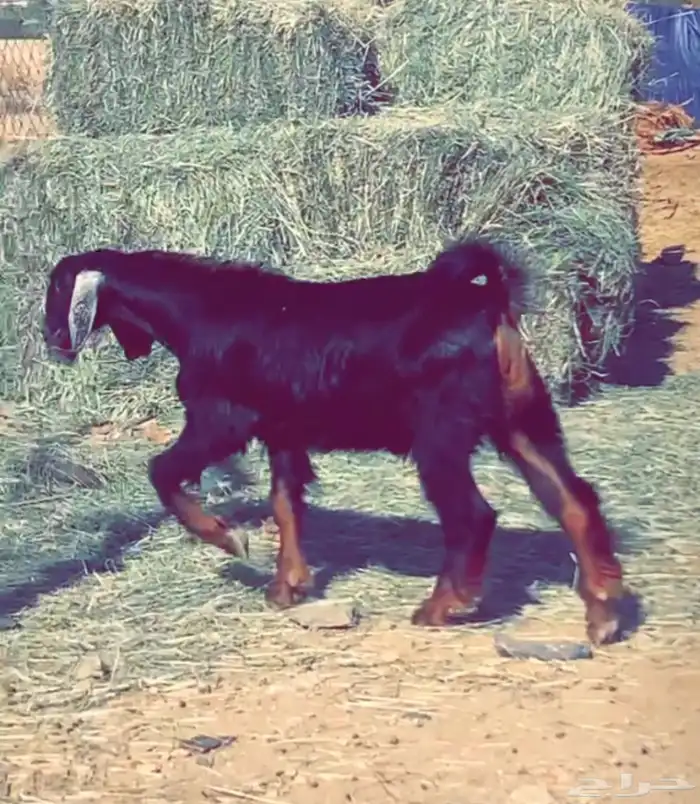 تيس احو صنف الموقع خيبر الجنوب 3