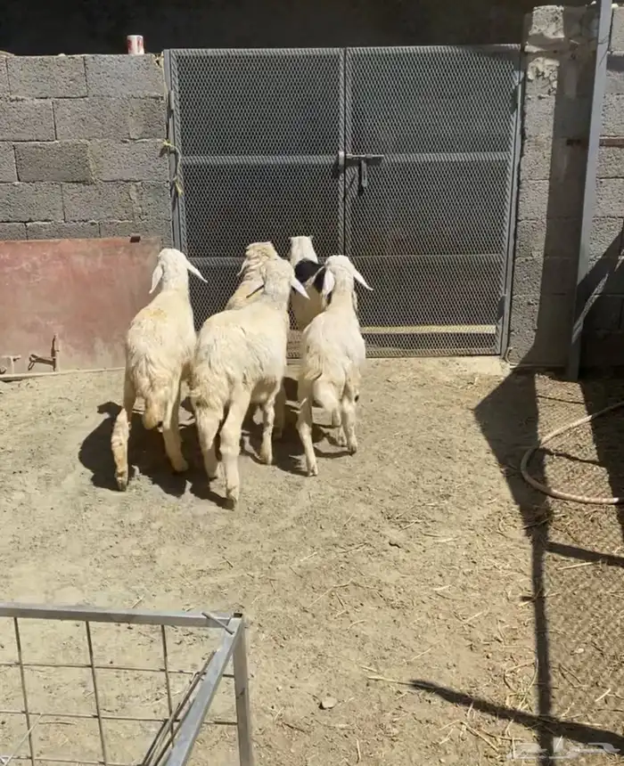 طليان ورخال حرية تم البيع خارج الموقع 0