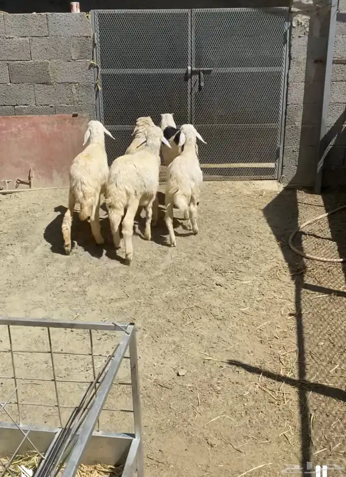 طليان ورخال حرية تم البيع خارج الموقع 2