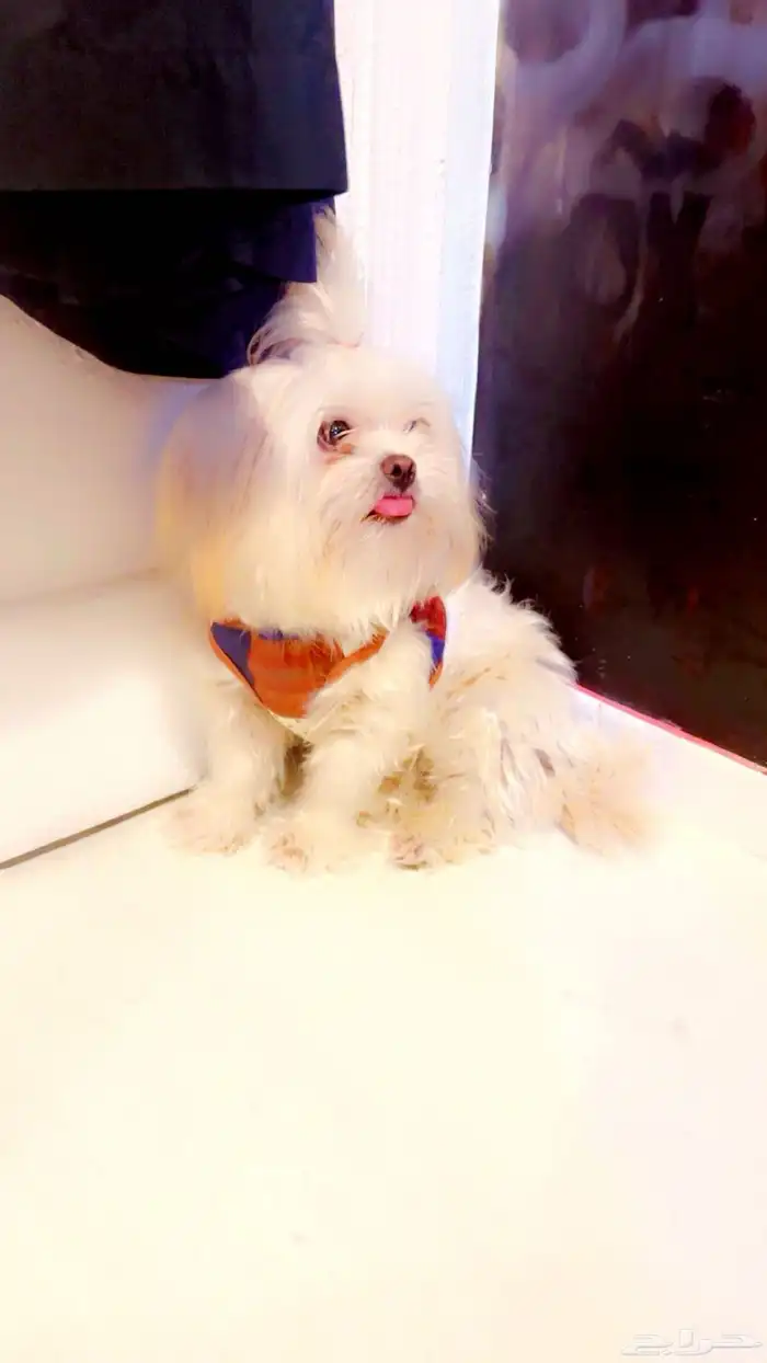 كلب شيتزو للبدل 3