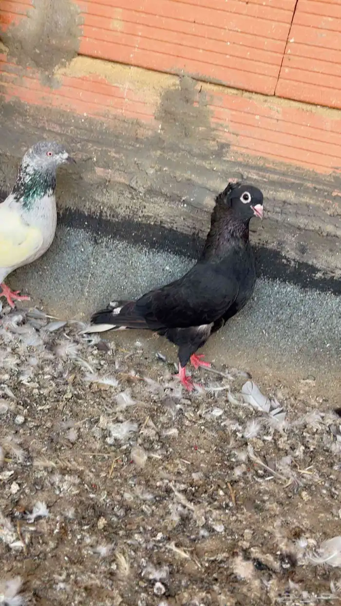 حمام قطايف قنادي 0
