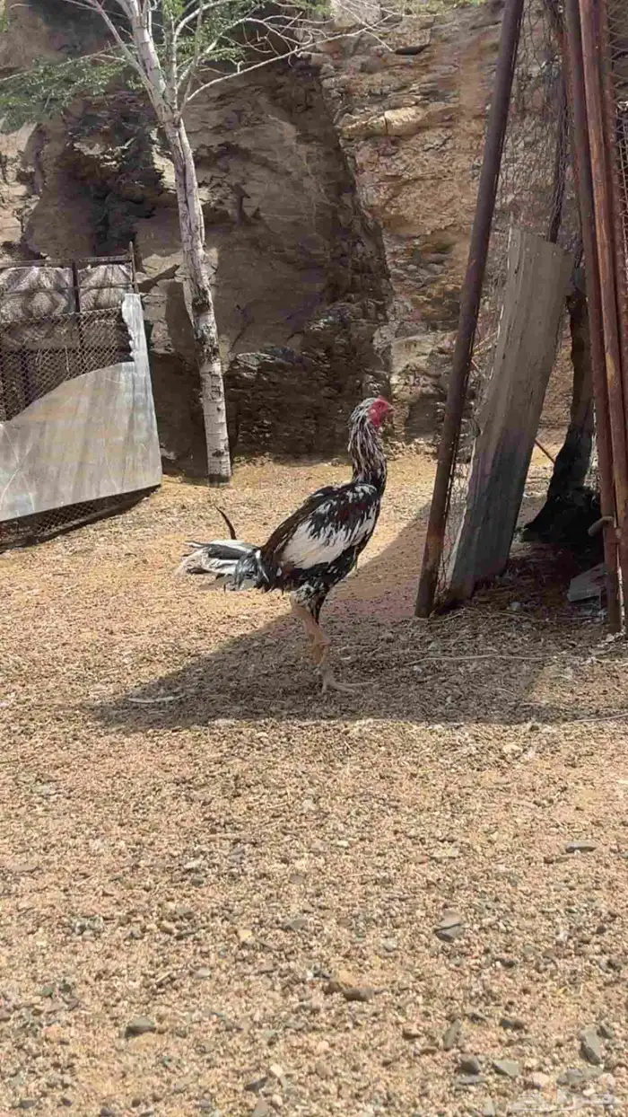 ديك بكستاني سندي فولي للبيع 0