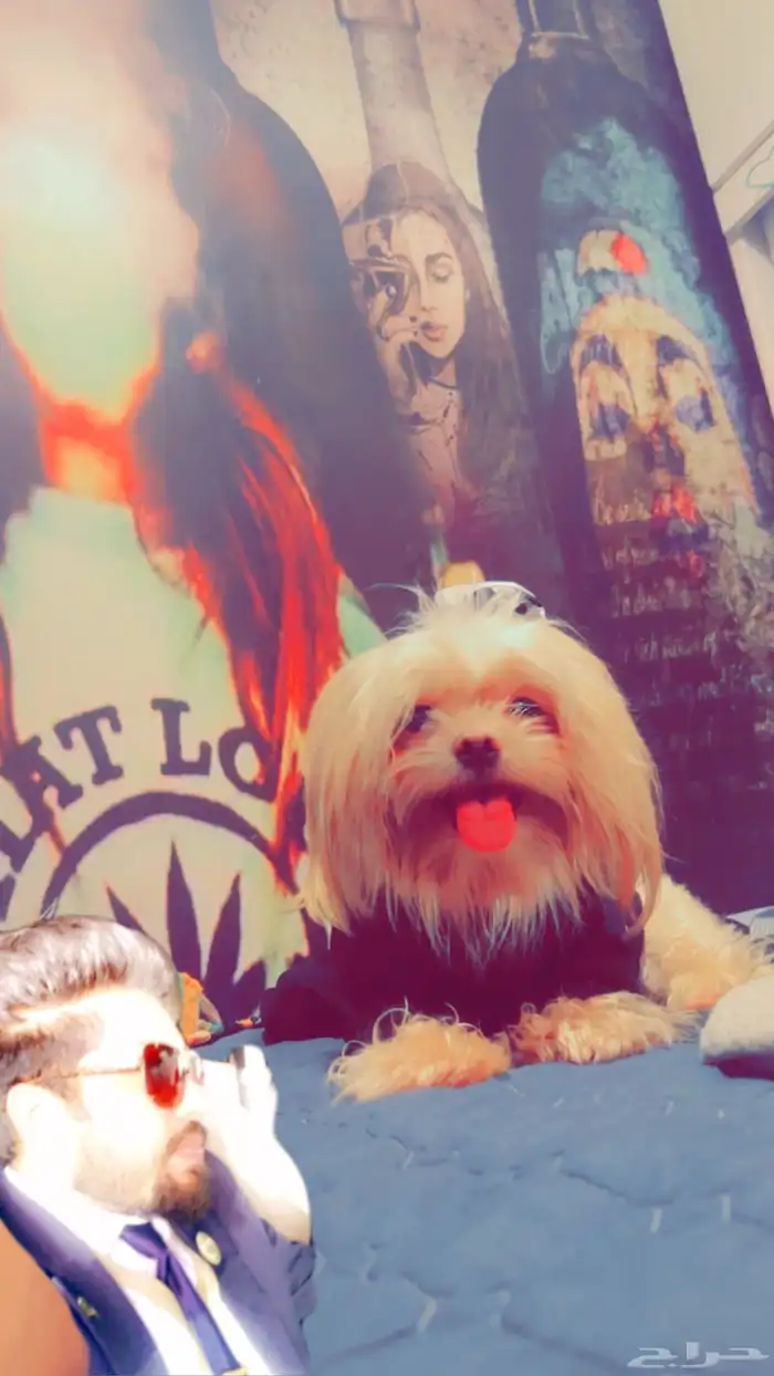 كلب شيتزو للبدل 4