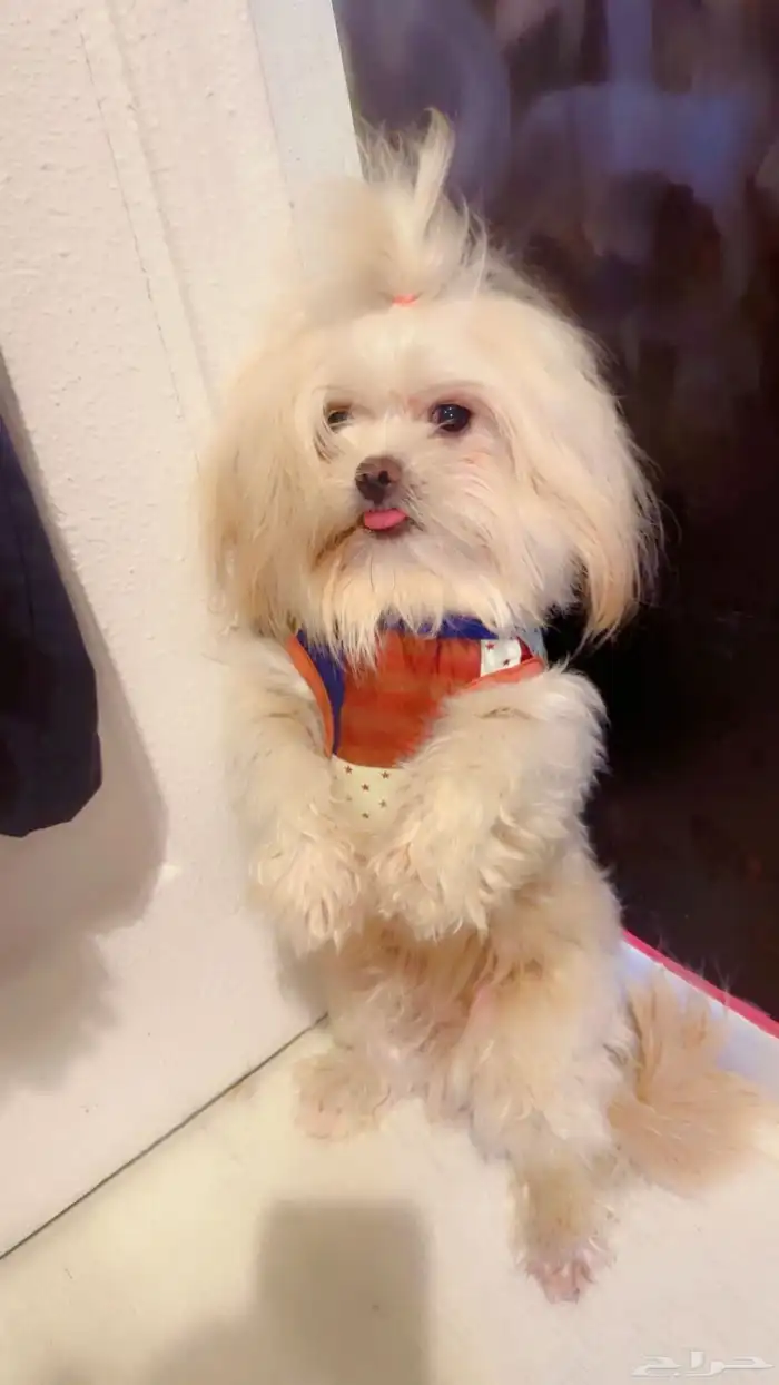 كلب شيتزو للبدل 2